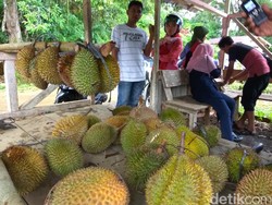 Berburu Duren Kini Jadi Wisata Kuliner Nikmat di Aceh