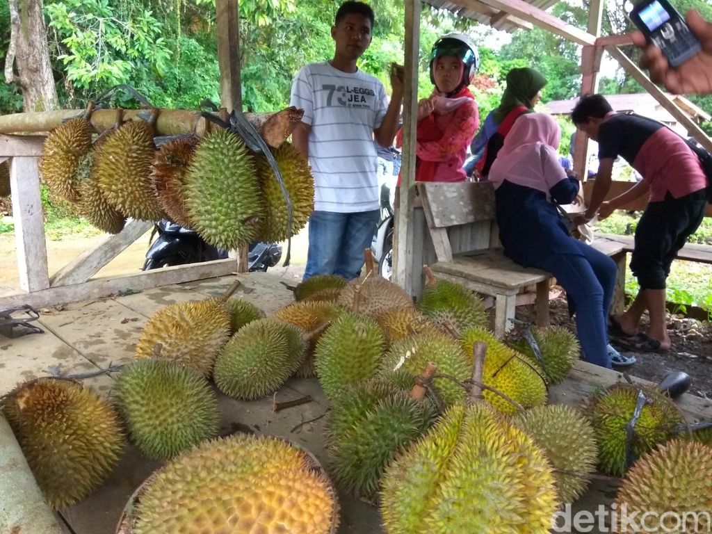 Berburu Duren Kini Jadi Wisata Kuliner Nikmat di Aceh Berburu Duren Kini Jadi Wisata Kuliner Nikmat di Aceh