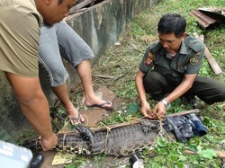 Buaya Ukuran 2 Meter ini Dievakuasi Tim BKSDA dari Rumah Warga