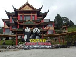 Akhirnya, Sepasang Panda Akan Hadir di Taman Safari Indonesia