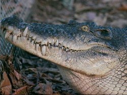 Timor Leste Siapkan Peternakan Buaya Walau Dianggap Hewan Suci