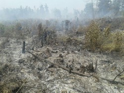 Lagi, KLHK Gugat Pembakar Hutan PT Waringin Agro Jaya Rp 750 Miliar