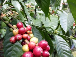 Menengok Sentra Kopi Rakyat di Banyuwangi