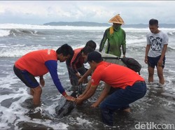 Seekor Lumba-lumba dengan Tubuh Penuh Luka Terdampar di Pantai Cilacap