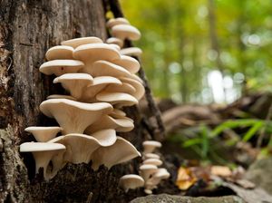 Baru Tahu, Jamur Ternyata Bisa Ngobrol