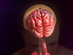 Meningitis: Penyebab, Gejala, Pengobatan, dan Pencegahannya