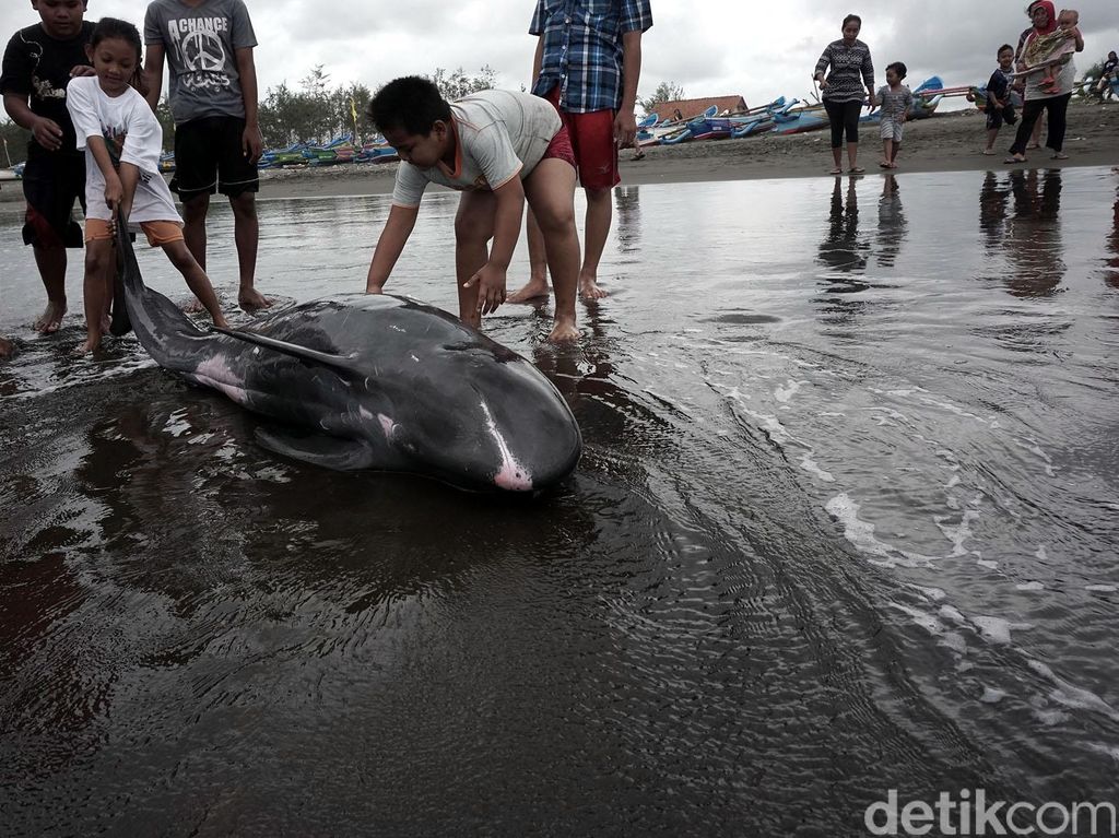 Lumba-Lumba Terdampar di Pantai Cilacap Lumba-Lumba Terdampar di Pantai Cilacap