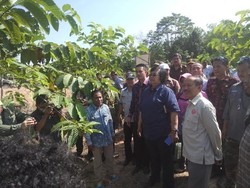 Menteri LHK Tinjau Hutan Tanaman Rakyat di Jambi