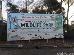 Sensasi Memberi Makan Koala dan Tasmanian Devil di Ballarat Wildlife Park