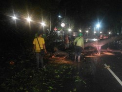 Ada Pohon Tumbang di Taman Suropati, Lalin Arah Teuku Umar Ditutup