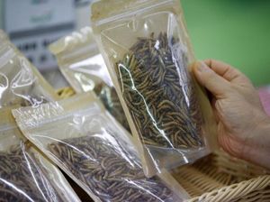 Korea Selatan akan Populerkan Produk Makanan dari Serangga