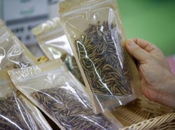 Korea Selatan akan Populerkan Produk Makanan dari Serangga