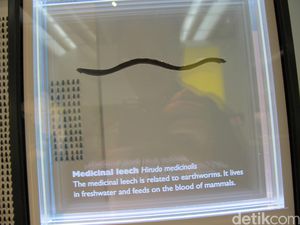 Mengintip Koleksi Parasit dan Vektor Penyakit di Museum Queensland