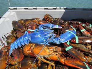 Lobster Biru yang Sangat Langka Kembali Tertangkap di Massachusettes