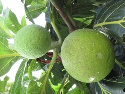 7 Manfaat Daun Sukun, Obat Alami Penurun Kolesterol hingga Cegah Kanker