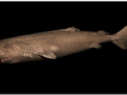 Mengenal Greenland Shark, Hiu yang Berenang Paling Lambat di Lautan