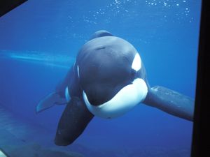 Seram, 2 Paus Pembunuh Bantai 19 Hiu dan Makan Hatinya