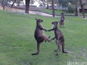 Diserang Kanguru Hingga Luka Fatal, Pria Australia Tewas Diserang Kanguru Hingga Luka Fatal, Pria Australia Tewas