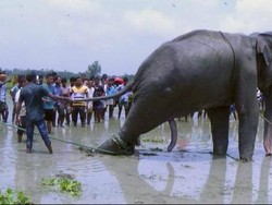 Gajah Korban Banjir Akhirnya Mati di Bangladesh