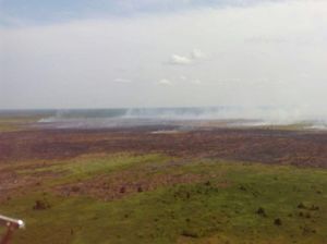 Ini Strategi Kementerian LHK Setop Kebakaran Hutan