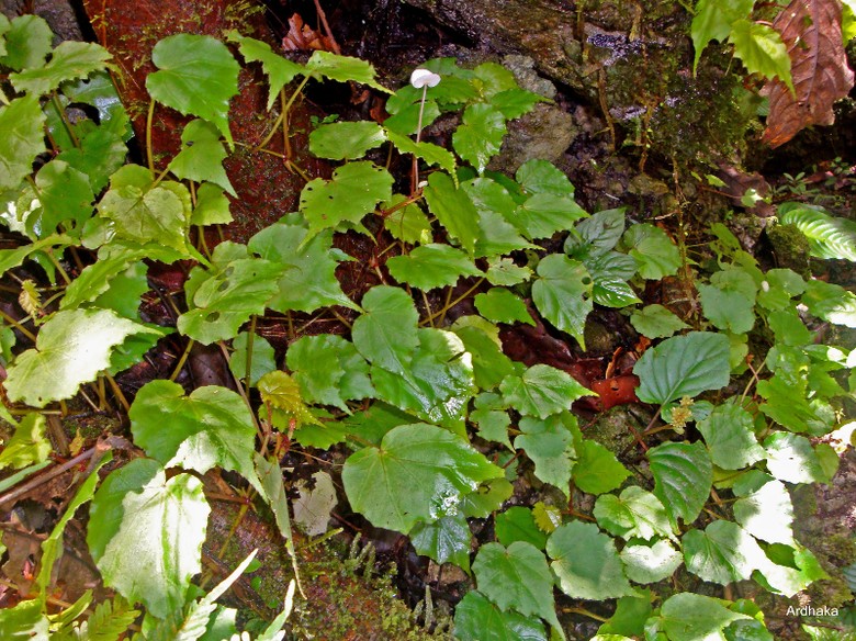 iTanamani iHiasi Begonia iJenisi Baru Ditemukan Peneliti LIPI di 