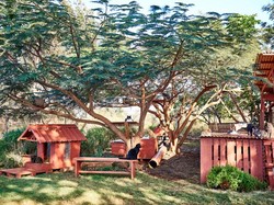 Ada Tujuan Tak Kalah Menarik di Hawaii: Ke Penampungan Kucing!