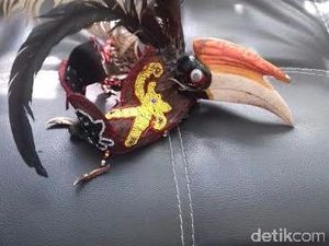 2 Kepala Burung Enggang Diamankan dari Seorang Pekerja Seni di Bandara Supadio