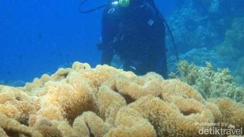 Ilustrasi bawah laut Wakatobi (Dede/dTraveler) Ilustrasi bawah laut Wakatobi (Dede/dTraveler)