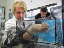 Di Laboratorium Inilah Nyamuk Ber-Wolbachia yang Dilepas di Sleman Diciptakan