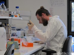 Peneliti UGM: Nyamuk Aedes aegypti ber-Wolbachia Bisa Tekan Perkembangan Virus Zika