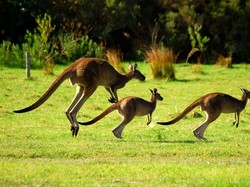 Bolehkah Konsumsi Daging Kanguru dalam Islam?