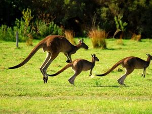 Kanguru Santuy Lompat-Lompat di Pusat Kota Adelaide Kanguru Santuy Lompat-Lompat di Pusat Kota Adelaide