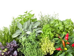 Manfaat Tumbuhan Bagi Manusia, Hewan dan Lingkungan Sekitarnya