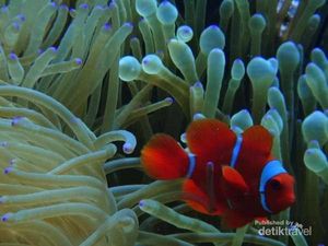 Pulau Tomia di Wakatobi, Destinasi Wajib Kunjung Buat Penggemar Diving