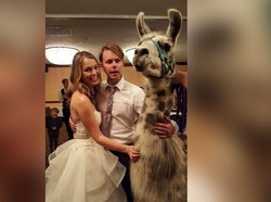 Pengantin Ini Terkejut Kedatangan Banyak Llama di Pesta Pernikahan Mereka