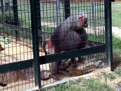 Marah Karena Digoda, Baboon Lempar Turis Cilik di AS Pakai Kotoran