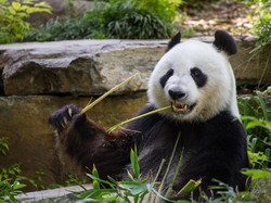 Taman Nasional Khusus Panda Akan Dibangun di China