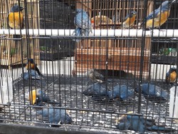 Dikirim Secara Tak Layak, Ratusan Burung Mati di Bandara Solo