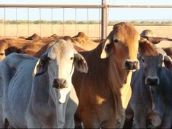 Harga Pasokan Sapi Ekspor Australia ke Indonesia Naik Lagi