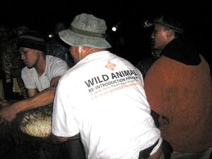 Ini Penampakan Buaya Muara di Ujung Genteng Saat Diselamatkan Aktivis Satwa