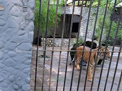 Lima Ekor Harimau Sumatera Koleksi KBS akan Dikeluarkan