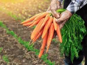 Warna Hijau dan Oranye Sayuran Tunjukkan Kandungan Nutrisinya
