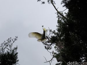 Kepak Sayap Kebebasan Si Jambul Kuning di Australia