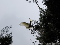 Kepak Sayap Kebebasan Si Jambul Kuning di Australia