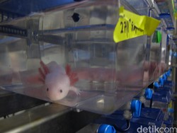 Hewan-hewan Sakti Ini Simpan Rahasia Menumbuhkan Organ yang Putus