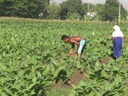 RUU Tembakau Sedang Disusun, Ini Harapan HM Sampoerna