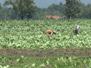 Harga Rokok Rp 50.000/Bungkus, Asosiasi Petani Tembakau: Itu Tak Logis