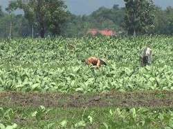 Harga Rokok Rp 50.000/Bungkus, Asosiasi Petani Tembakau: Itu Tak Logis