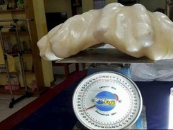 Mutiara Terbesar Dunia Seberat 34 kg Ditemukan di Filipina