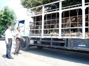 Enam Truk Pembawa Ratusan Sapi Bodong asal Bali Dipulangkan